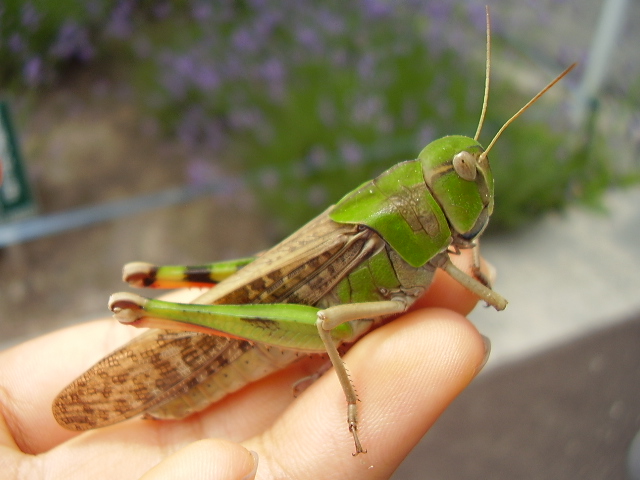 Locusta migratoria manilensis